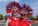 Headdress Image